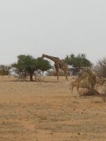 Tag 3 - Stimmung in der Kalahari IV - Giraffenfamilie