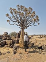 Tag 4 - Harold erklärt den Nationalbaum Namibias