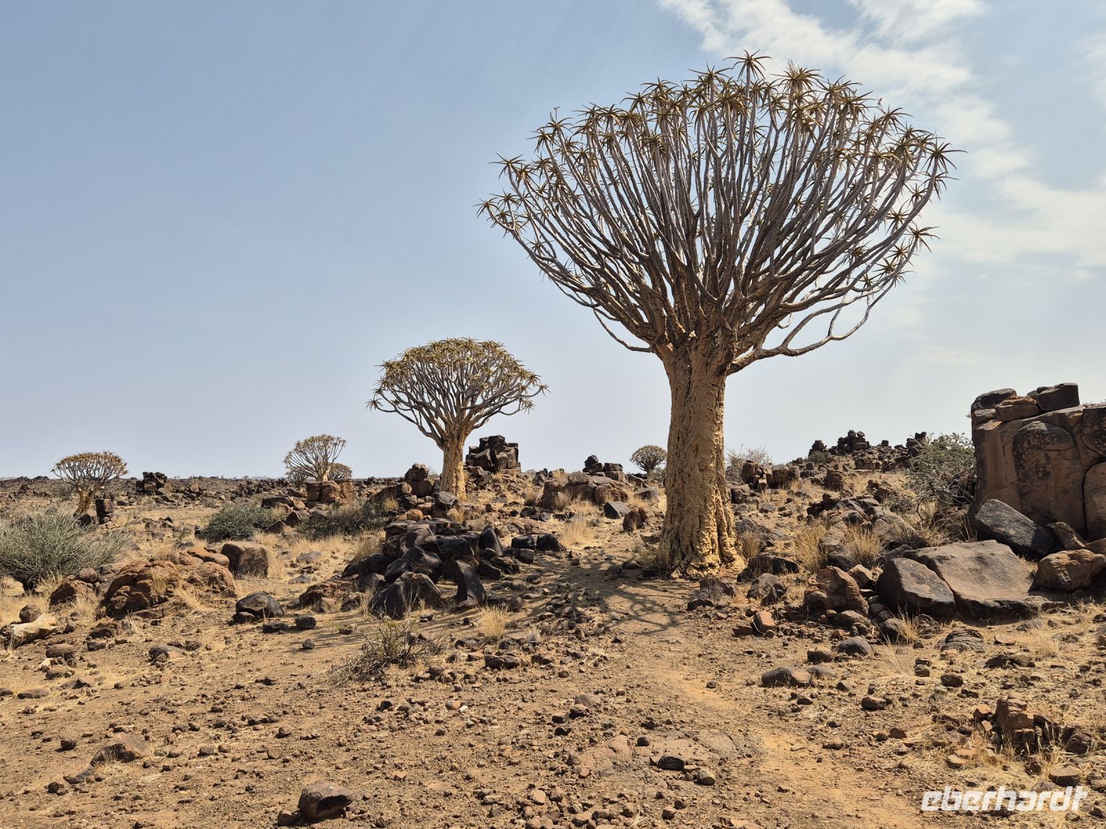 Tag 4 - Im Köcherbaumwald II