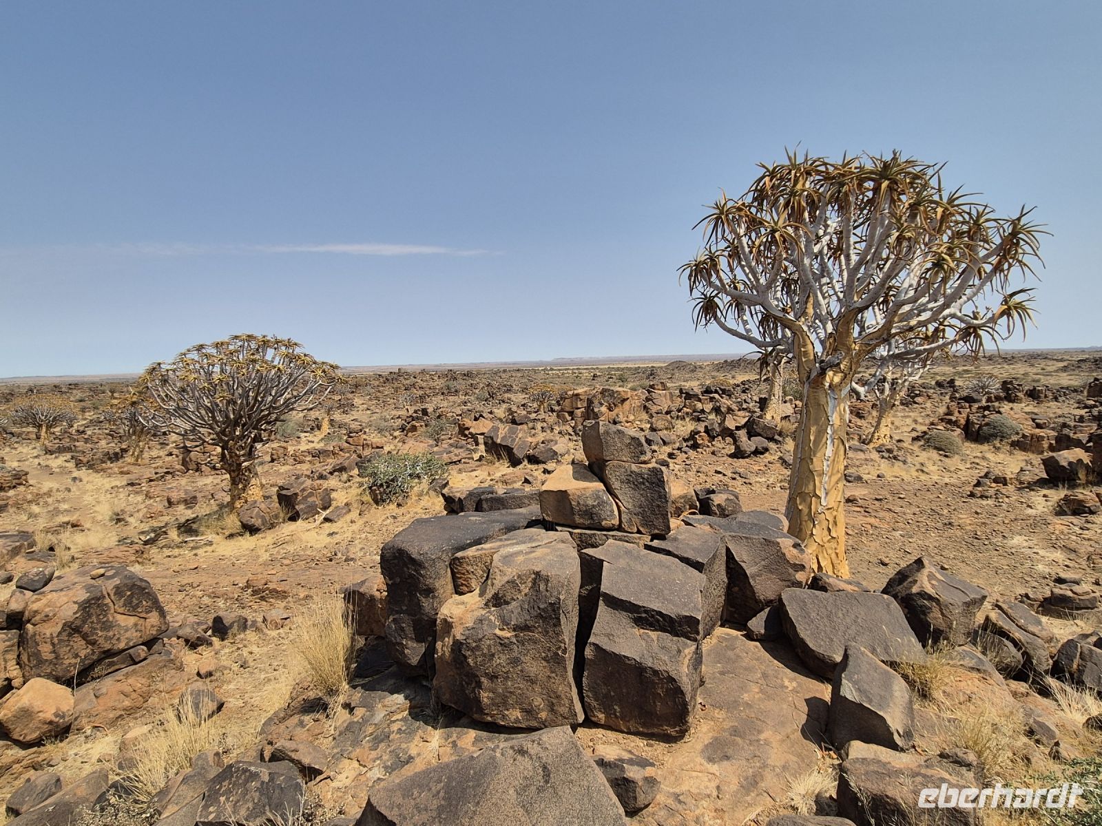 Tag 4 - Im Köcherbaumwald
