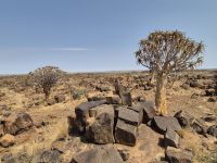 Tag 4 - Im Köcherbaumwald