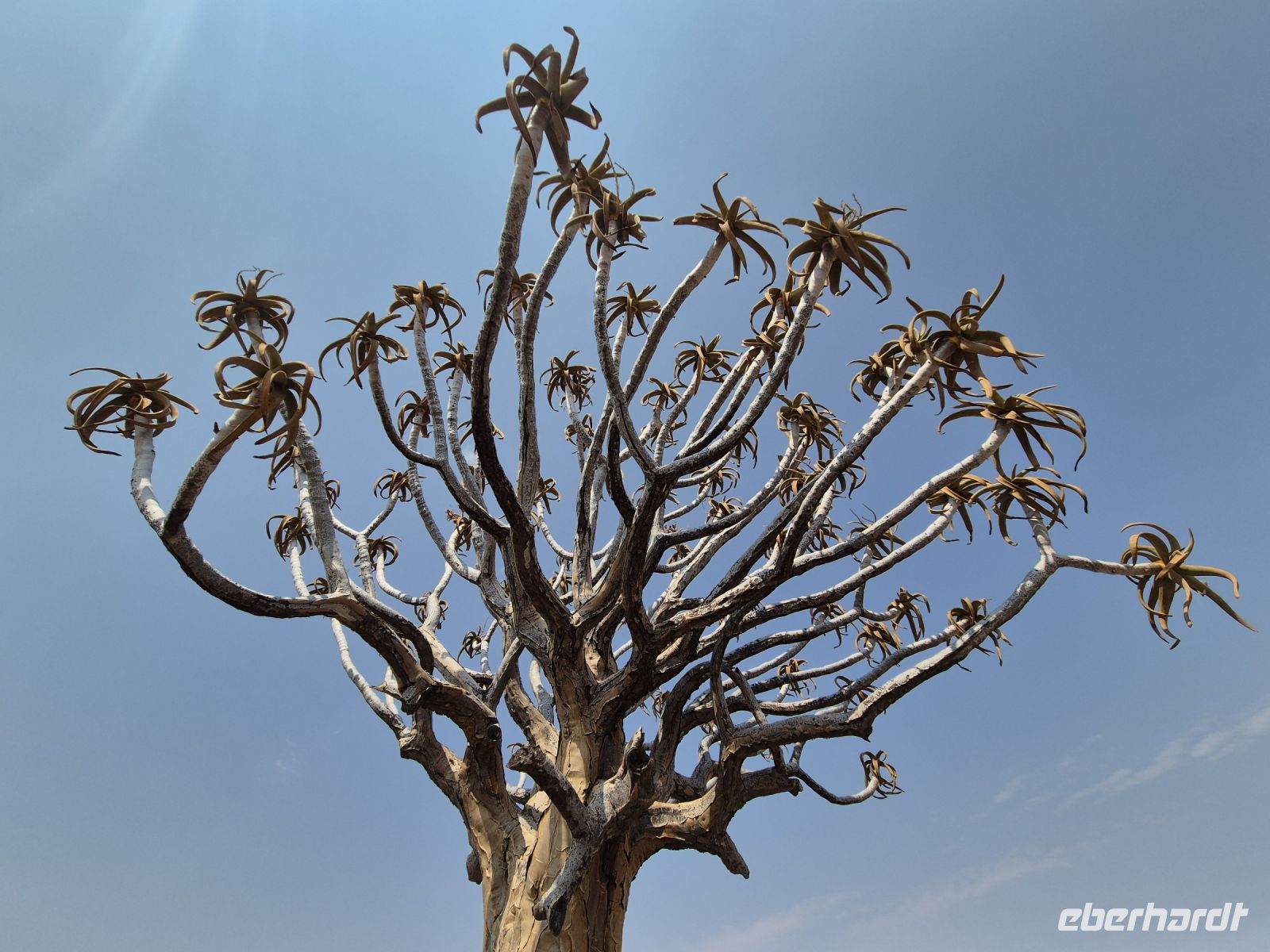 Tag 4 - Köcherbaum for blauem Himmel