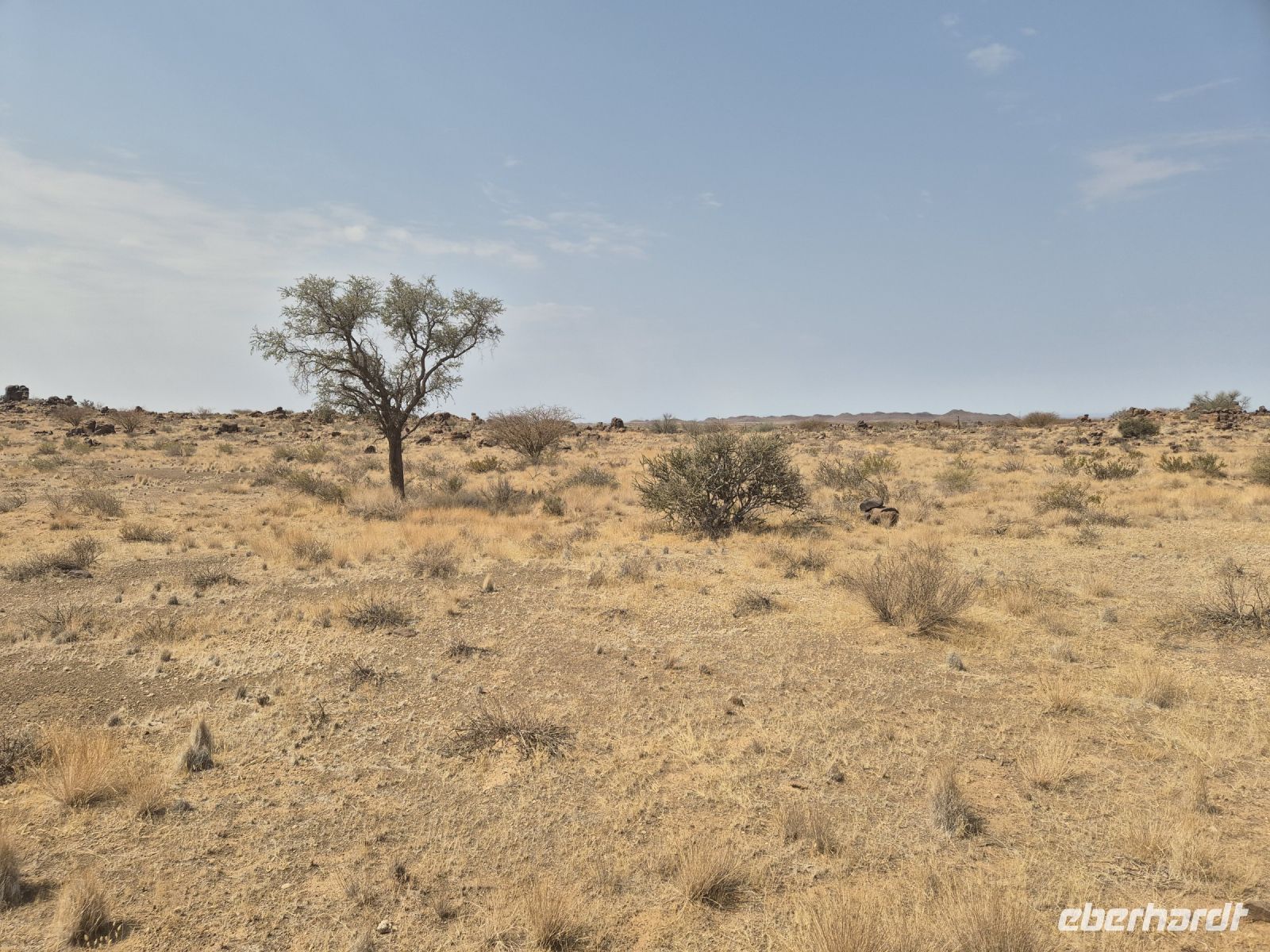 Tag 4 - Zum Köcherbaumwald