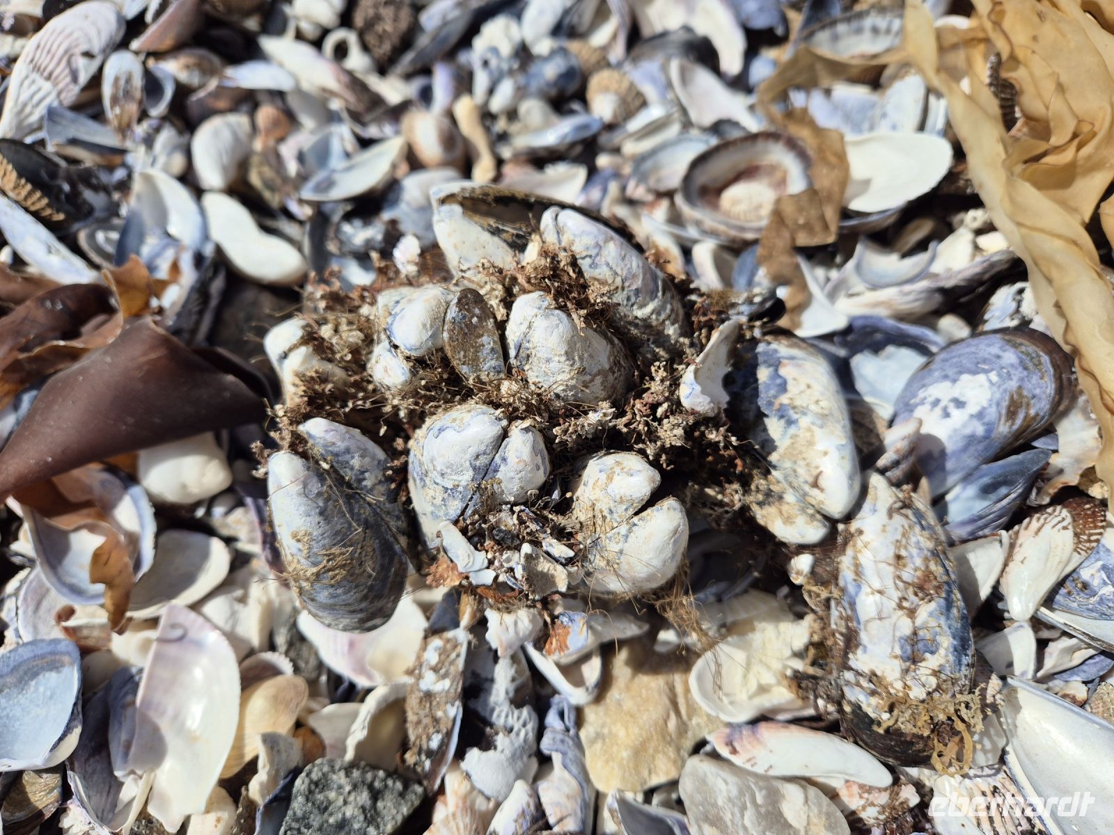 Tag 6 - Dias-Kreuz - Muschelstrand
