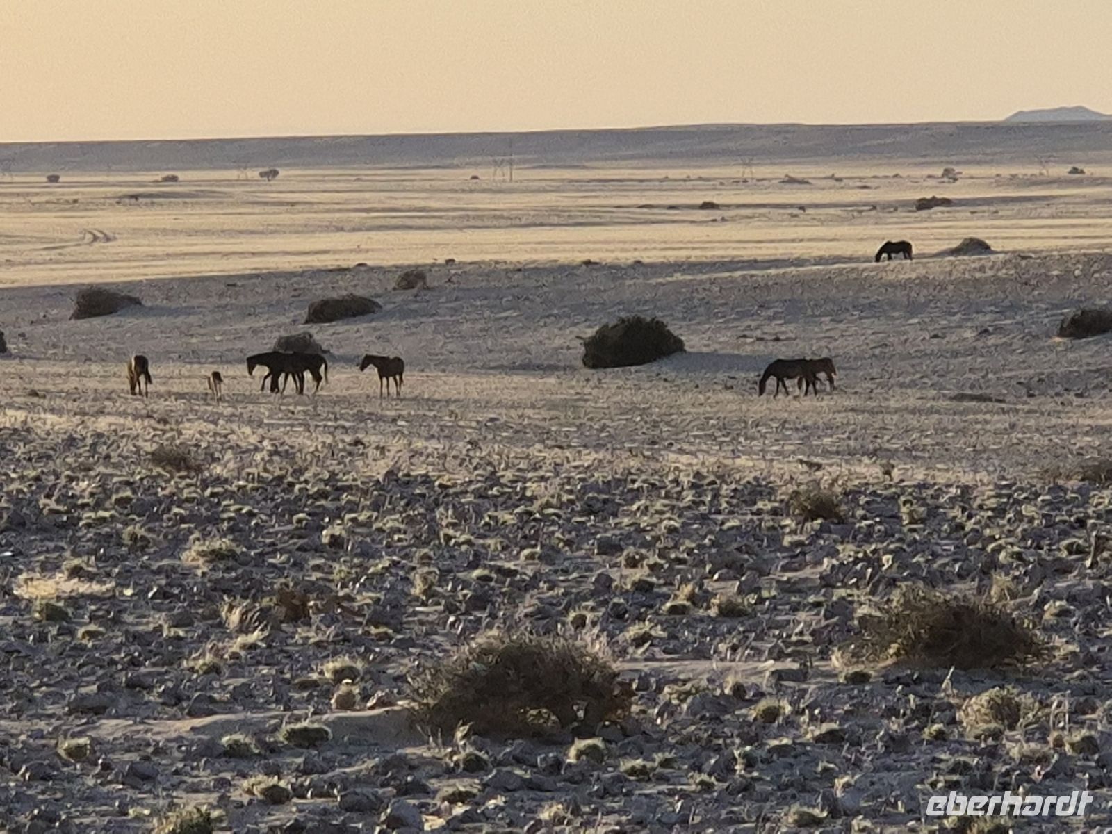 Tag 6 - Wildpferde bei Aus - Dämmerung
