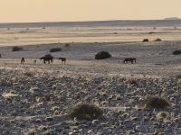 Tag 6 - Wildpferde bei Aus - Dämmerung