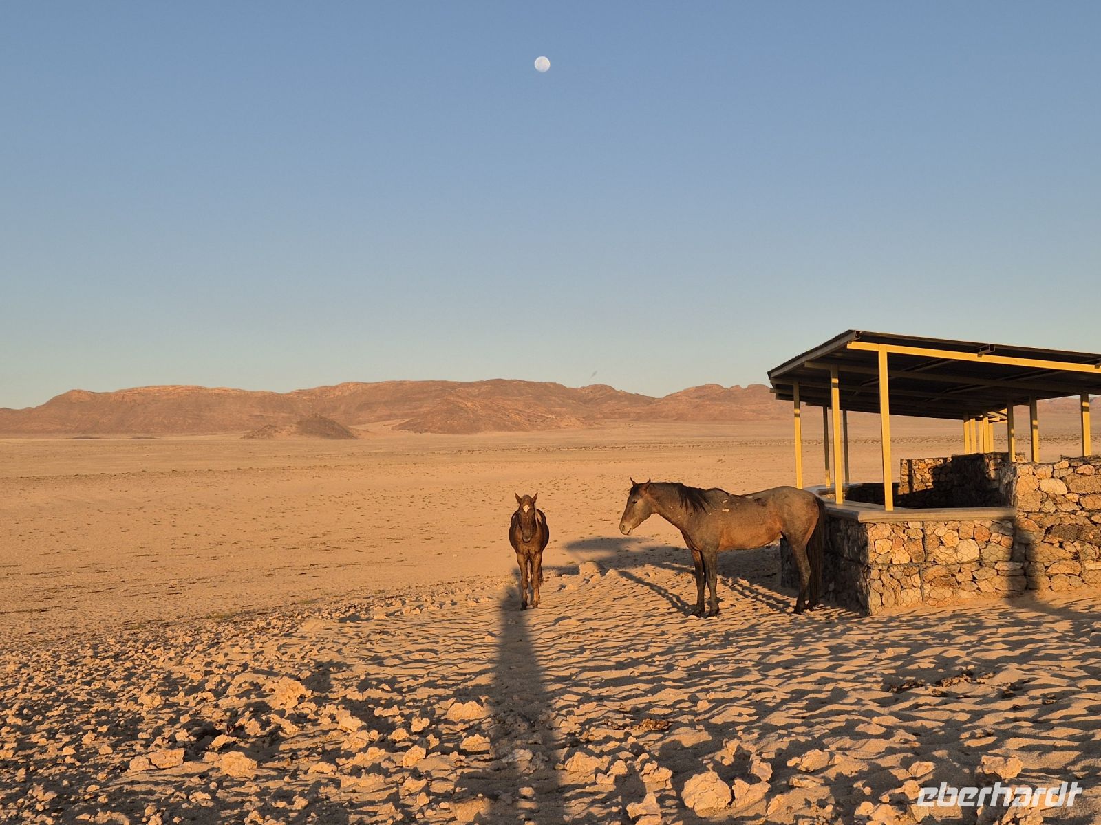 Tag 6 - Wildpferde bei Aus - Sonnenuntergang II
