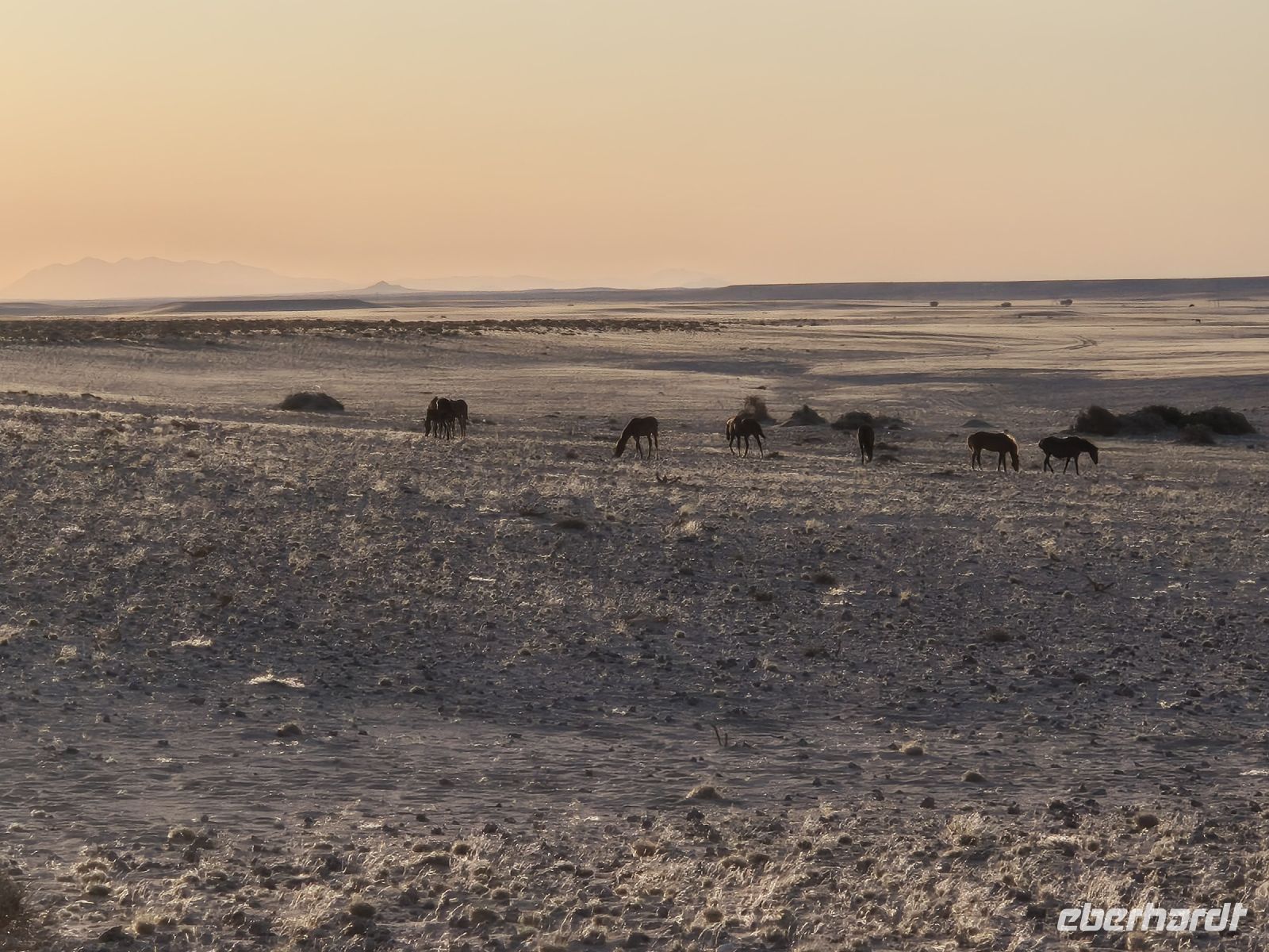 Tag 6 - Wildpferde bei Aus - Sonnenuntergang