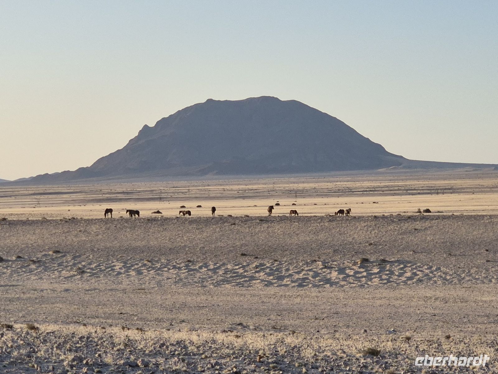 Tag 6 - Wildpferde bei aus - vor dem Dicken Wilhelm