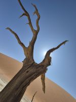 Tag 8 - Sossusveli - Dead Vlei II