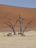 Tag 8 - Sossusveli - Dead Vlei III