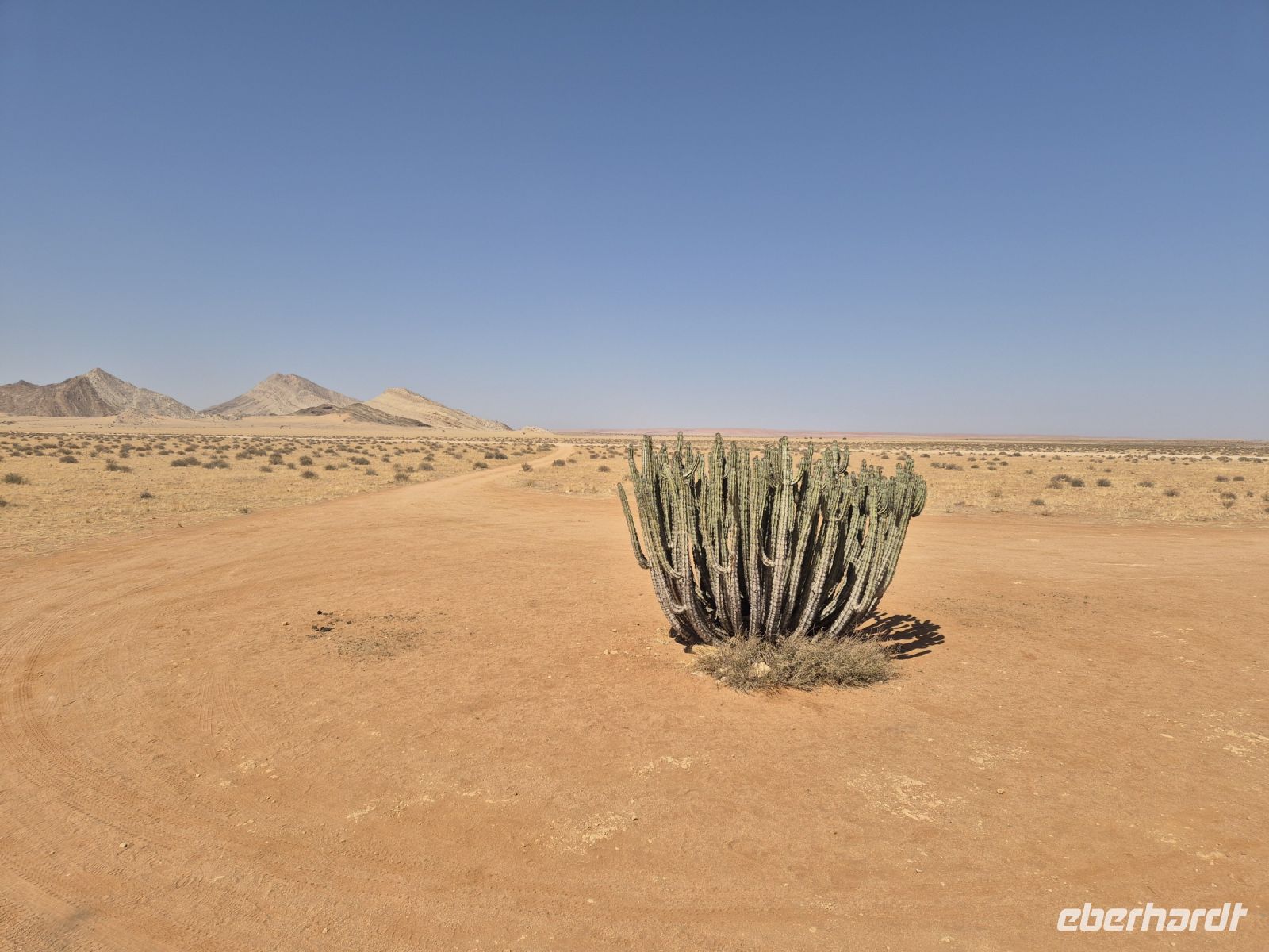 Tag 9 - Natur in der Wüste - Giftiges Wolfsmilchgewächs