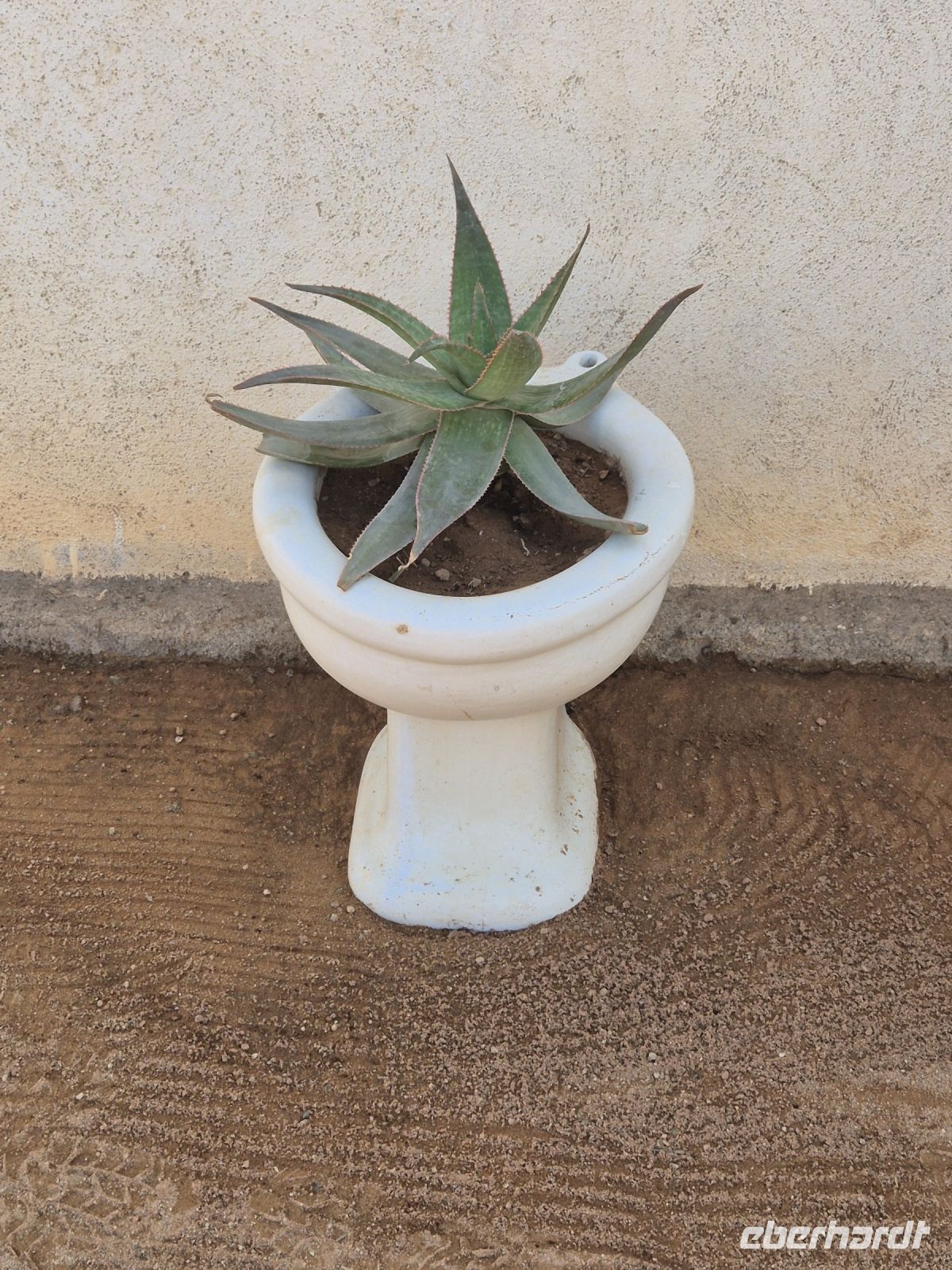 Tag 9 - Solitaire - Stillleben