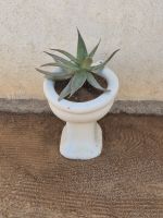 Tag 9 - Solitaire - Stillleben