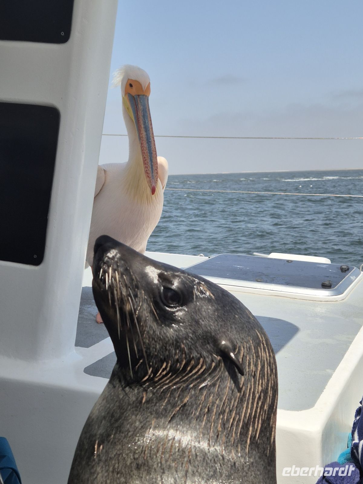 Tag 10 - Katamaranfahrt - Tierische Besucher