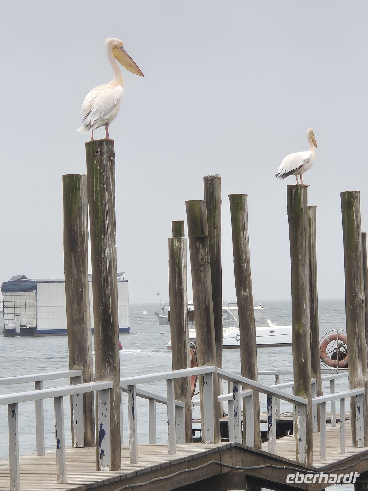 Tag 10 - Walvis Bay - Hafenbewohner