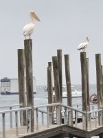 Tag 10 - Walvis Bay - Hafenbewohner