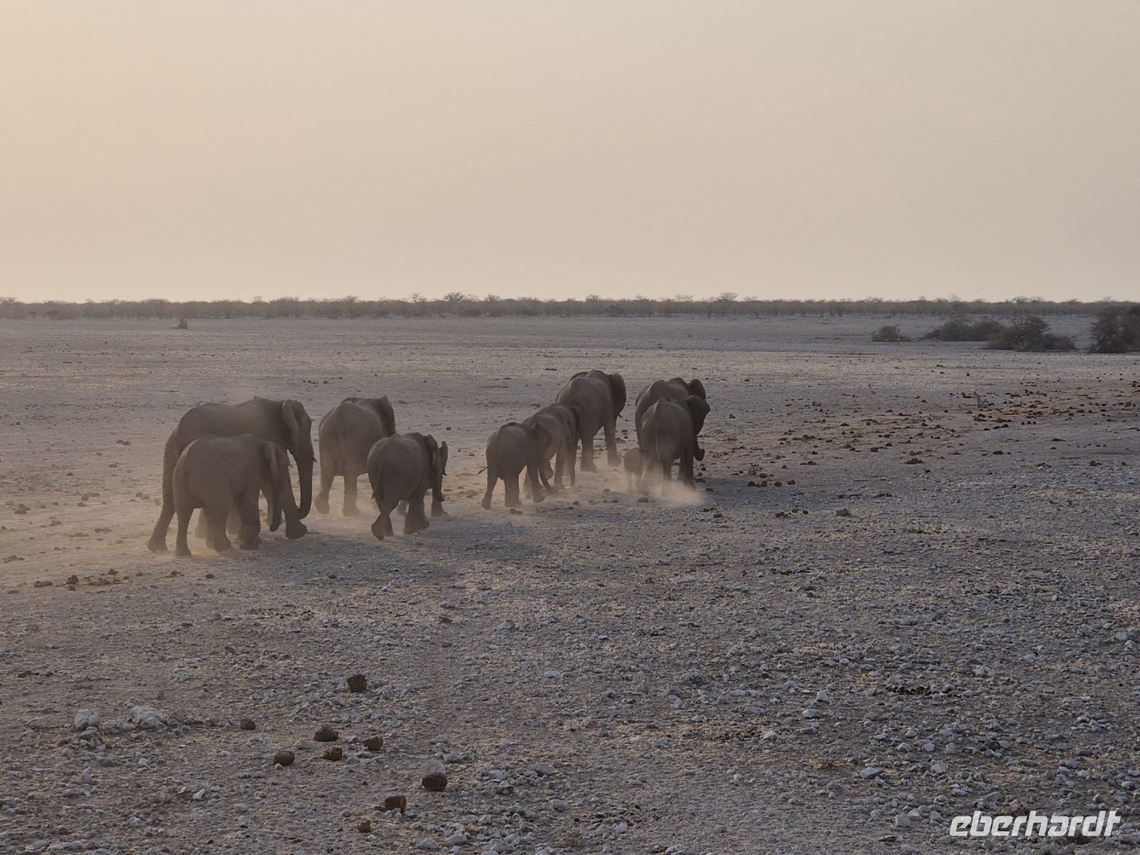 Tag 12 - Etosha NP II