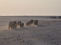 Tag 12 - Etosha NP II