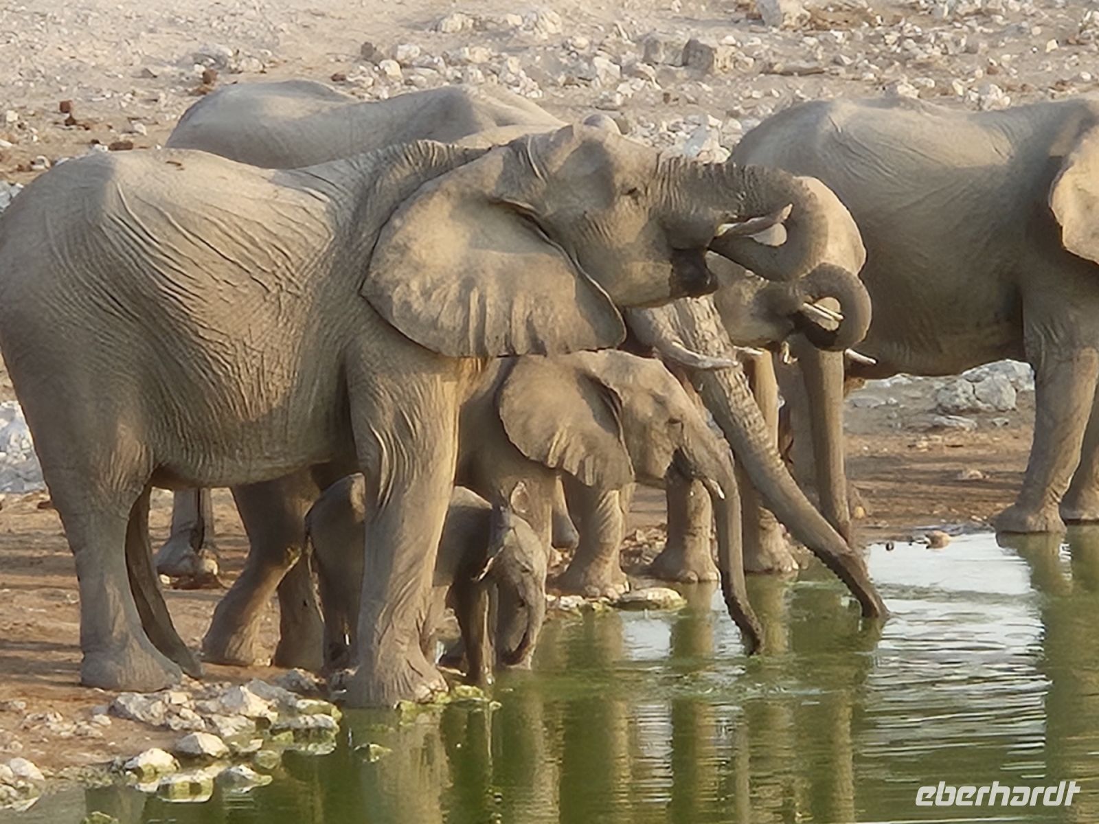 Tag 12 - Etosha NP III