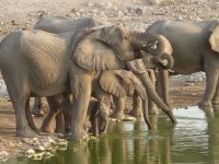 Tag 12 - Etosha NP III