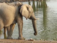 Tag 12 - Etosha NP IV