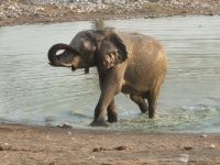 Tag 12 - Etosha NP V