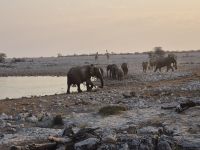 Tag 12 - Etosha NP VI