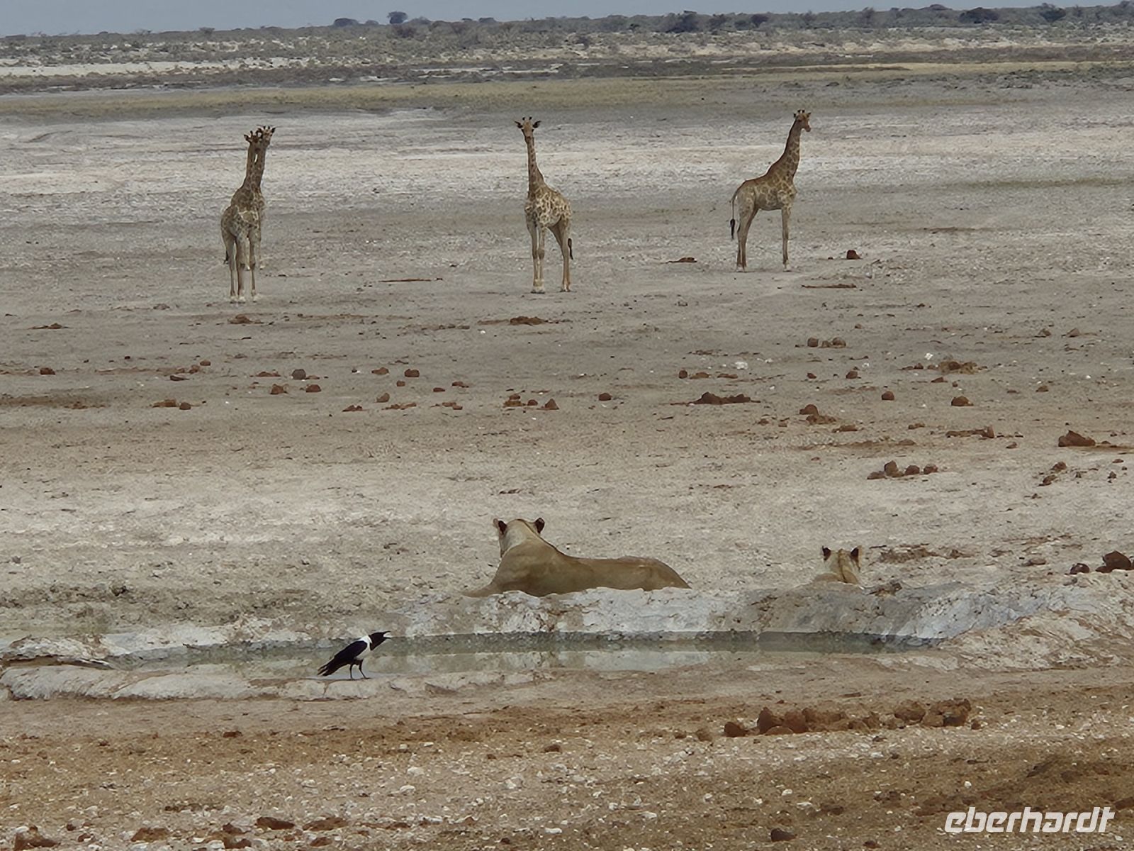 Tag 13 - Etosha NP - Eindrücke  XIV
