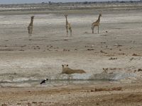 Tag 13 - Etosha NP - Eindrücke  XIV