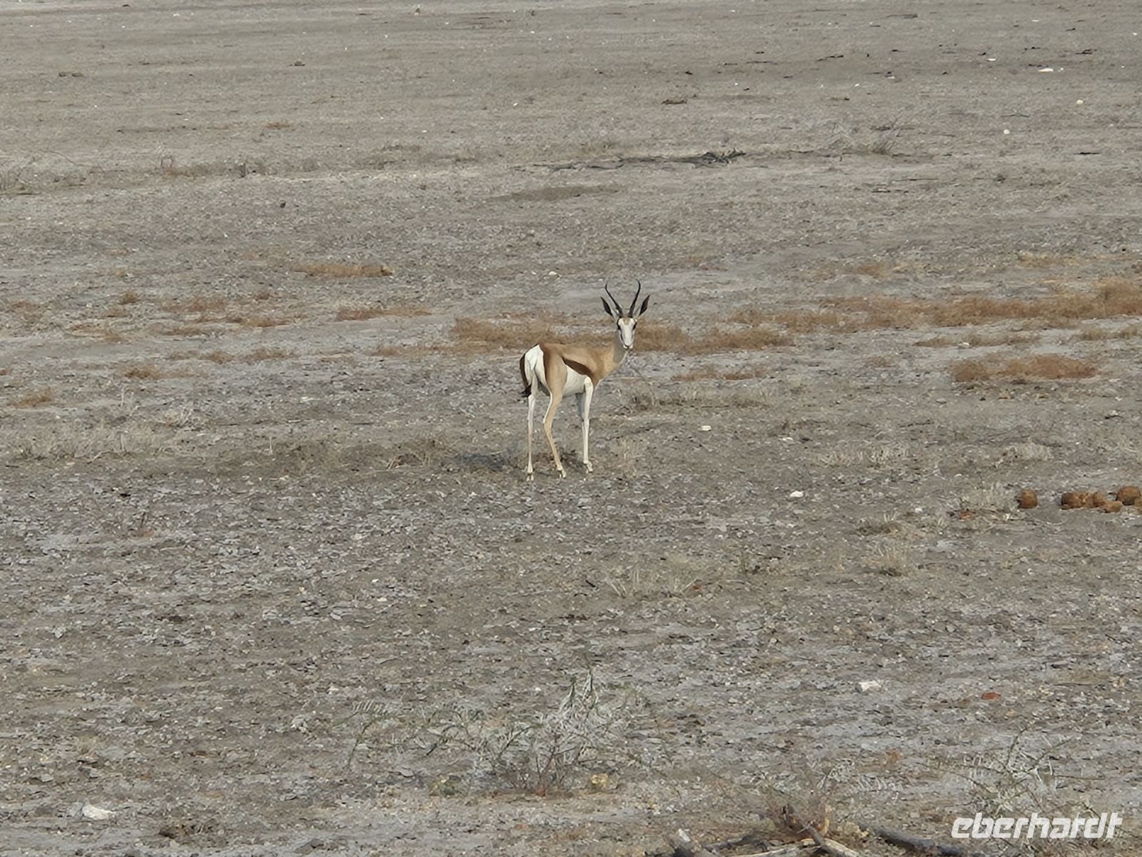 Tag 13 - Etosha NP - Eindrücke I