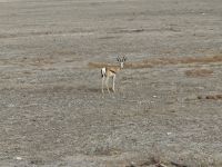 Tag 13 - Etosha NP - Eindrücke I