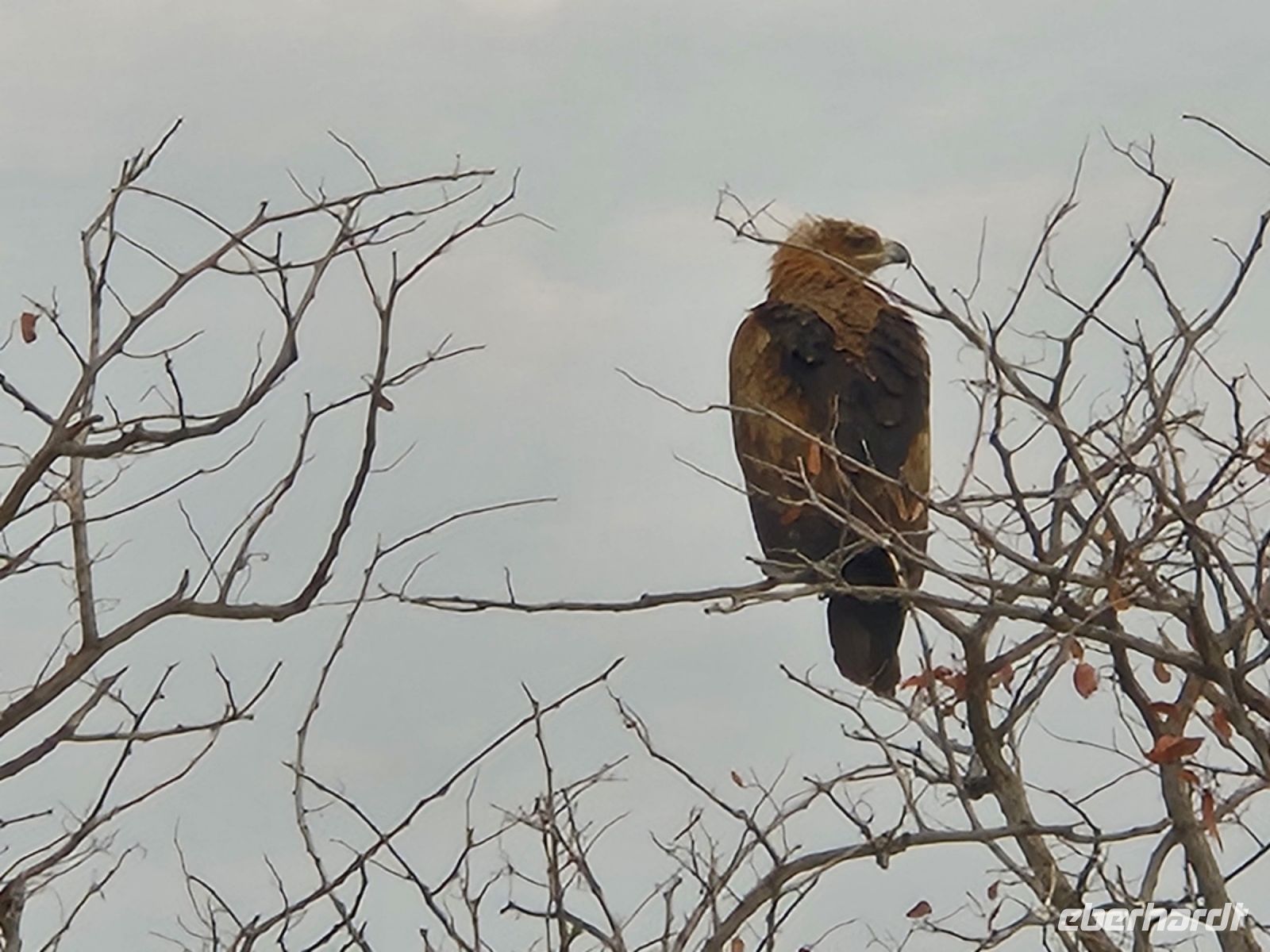 Tag 13 - Etosha NP - Eindrücke II