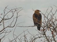 Tag 13 - Etosha NP - Eindrücke II