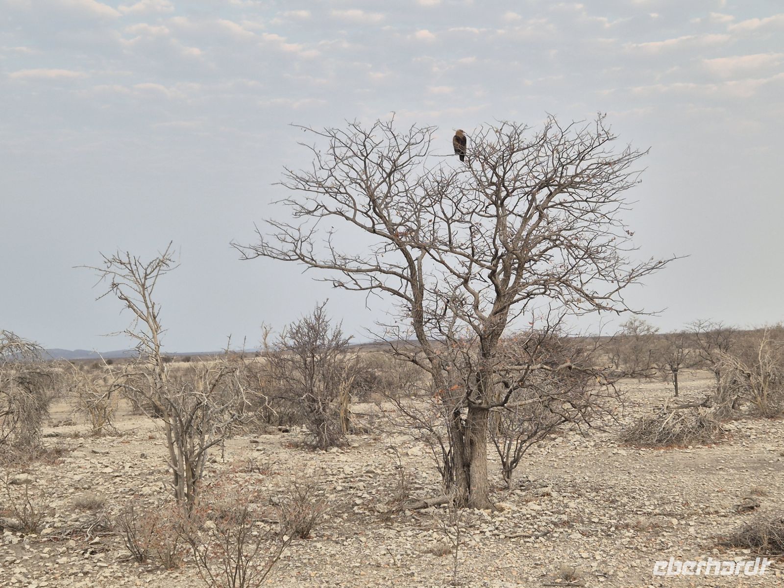 Tag 13 - Etosha NP - Eindrücke III