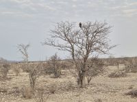 Tag 13 - Etosha NP - Eindrücke III