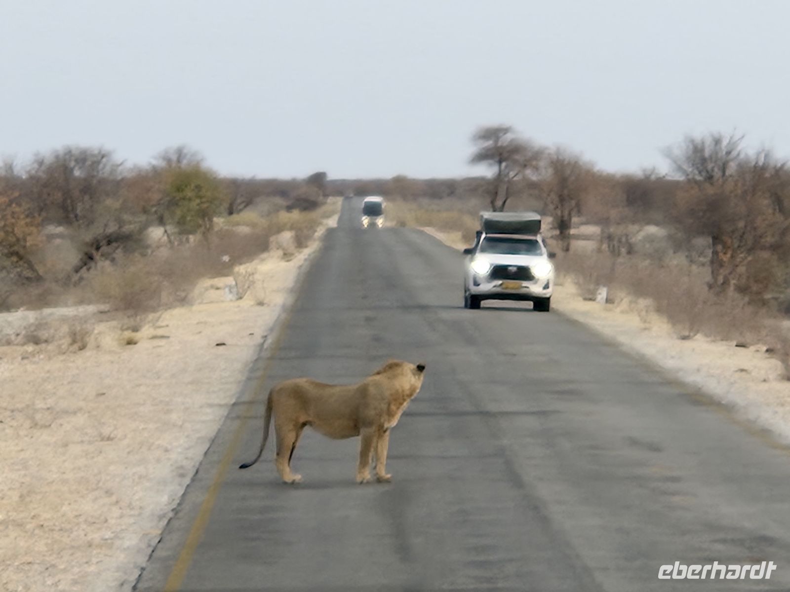 Tag 13 - Etosha NP - Eindrücke IV - Löwenalarm