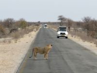 Tag 13 - Etosha NP - Eindrücke IV - Löwenalarm