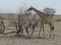 Tag 13 - Etosha NP - Eindrücke IV