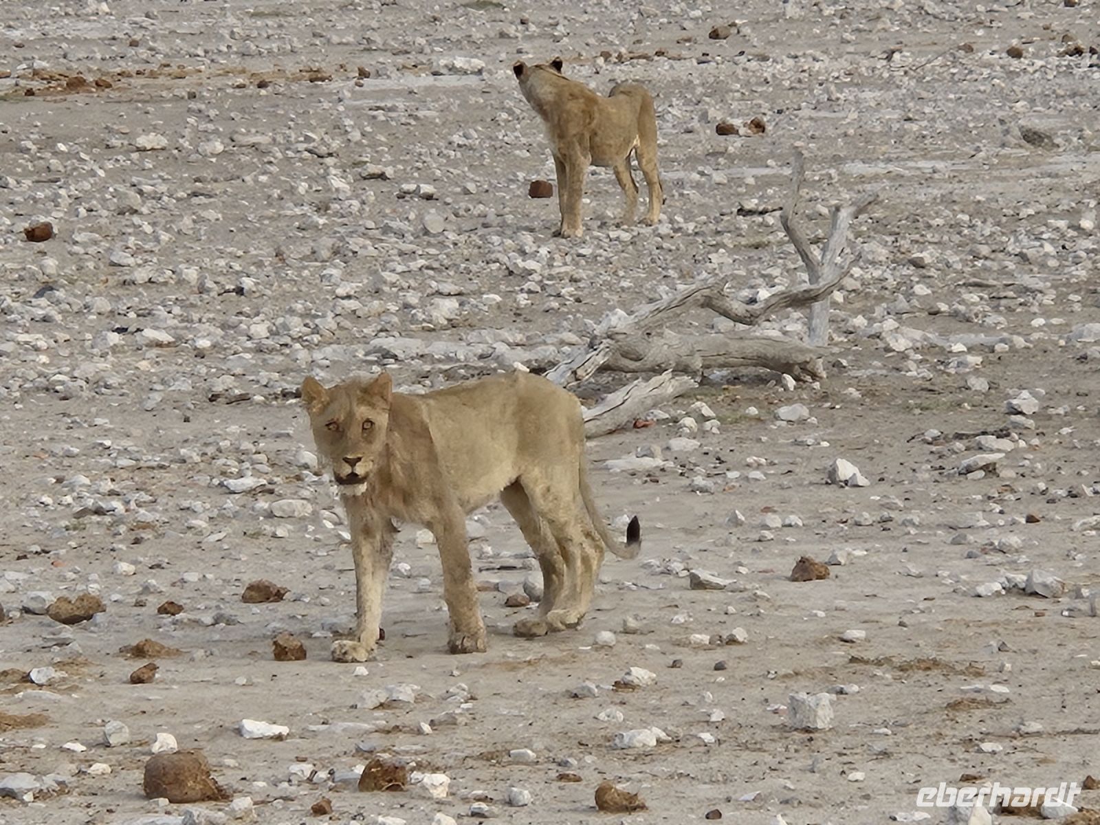 Tag 13 - Etosha NP - Eindrücke V