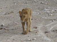 Tag 13 - Etosha NP - Eindrücke VI