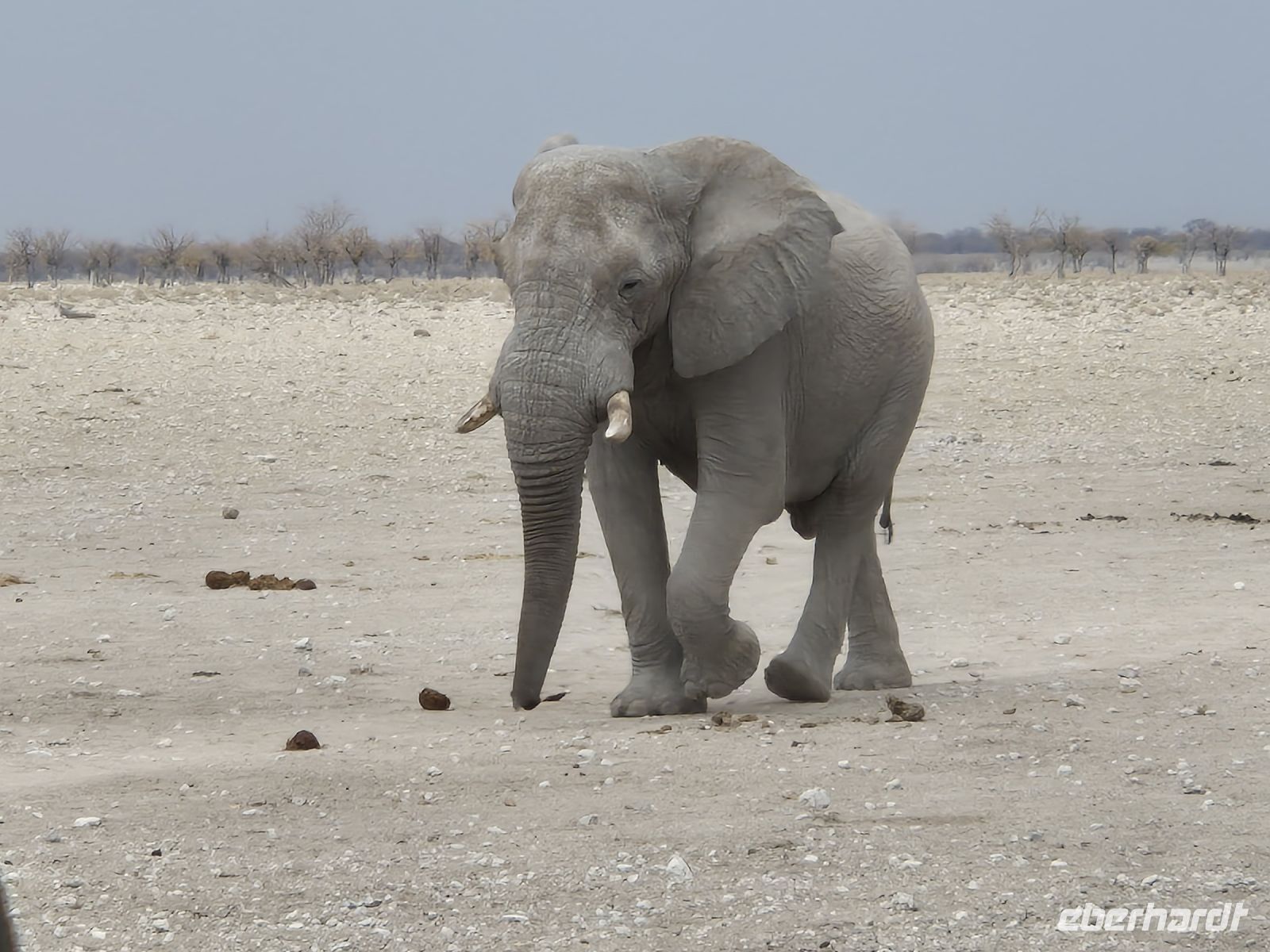 Tag 13 - Etosha NP - Eindrücke VIII - XII
