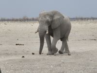 Tag 13 - Etosha NP - Eindrücke VIII - XII