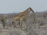 Tag 13 - Etosha NP - Eindrücke X