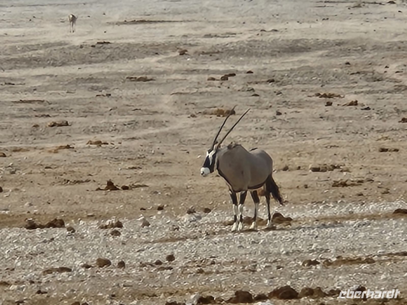 Tag 13 - Etosha NP - Eindrücke XIII