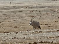 Tag 13 - Etosha NP - Eindrücke XIII