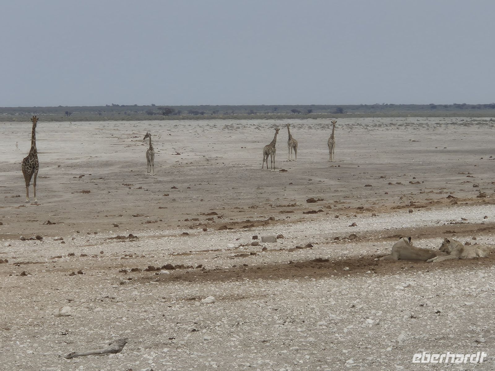 Tag 13 - Etosha NP - Eindrücke XIX