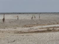Tag 13 - Etosha NP - Eindrücke XIX