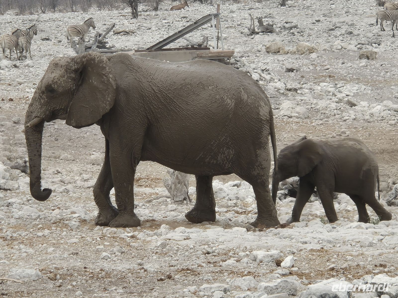 Tag 13 - Etosha NP - Eindrücke XVII