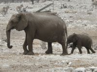 Tag 13 - Etosha NP - Eindrücke XVII